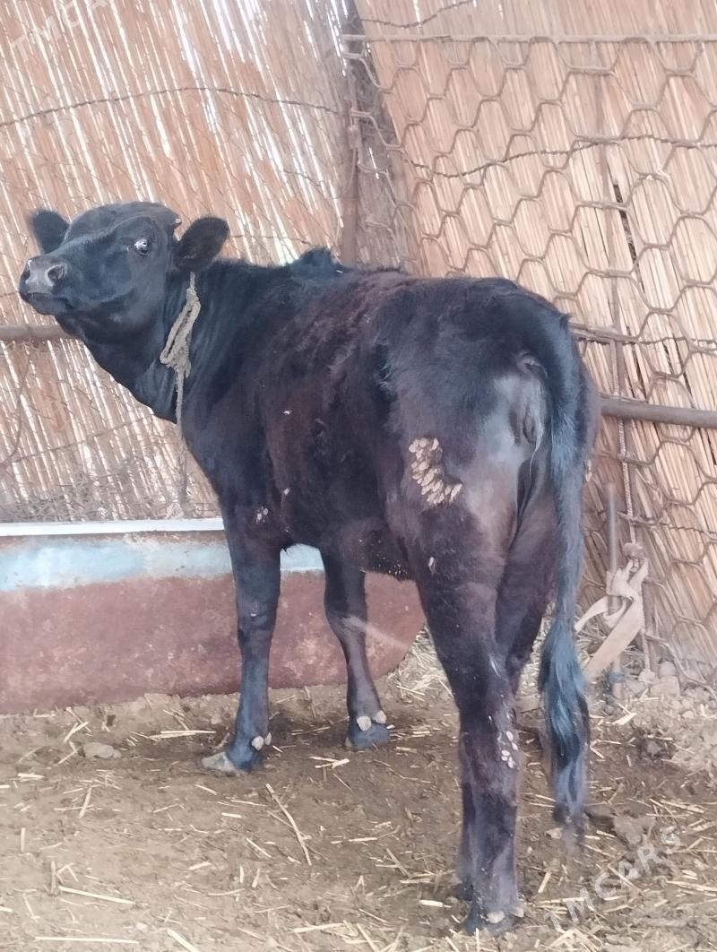 Gulajyn 1yas - Мары - img 1