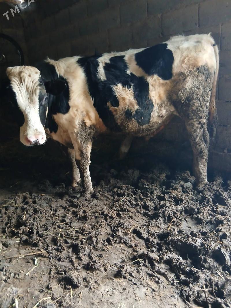 okuz - Ak bugdaý etraby - img 1