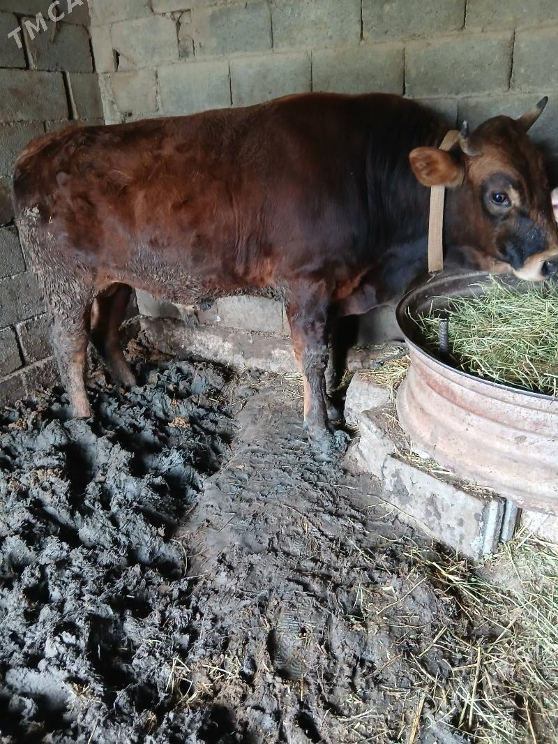 okuz - Ak bugdaý etraby - img 1