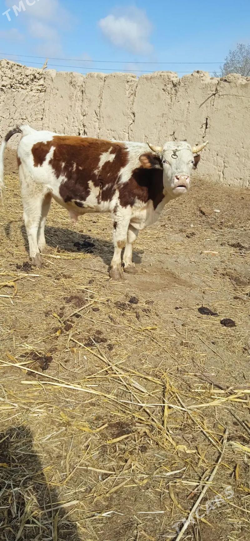 Arassa smental 100%tohumluk - Гороглы (Тагта) - img 1