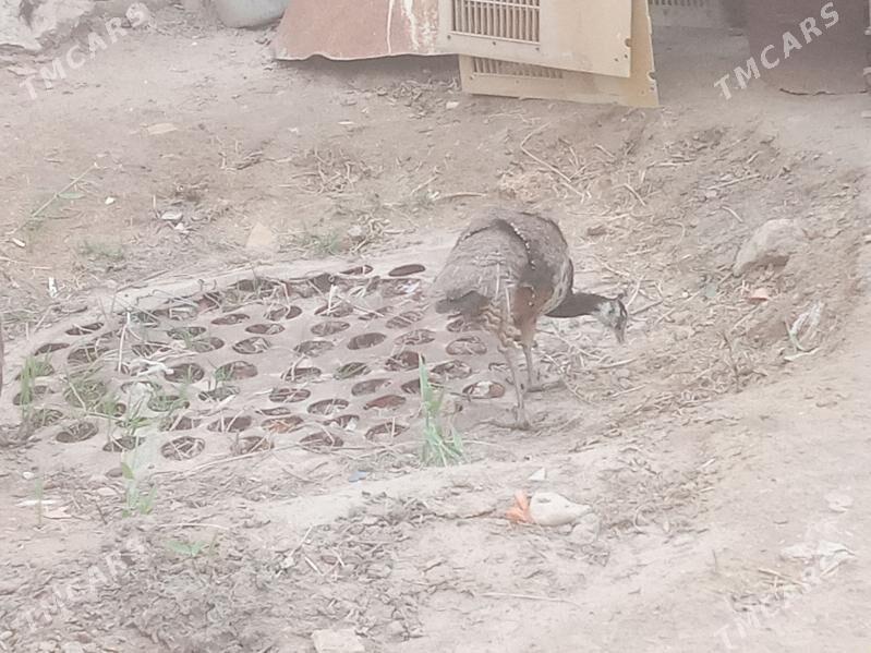 tavus gus induk - Сакарчага - img 1