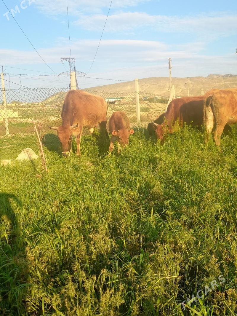 Gòleli sygyrlar - Gyzylarbat - img 1