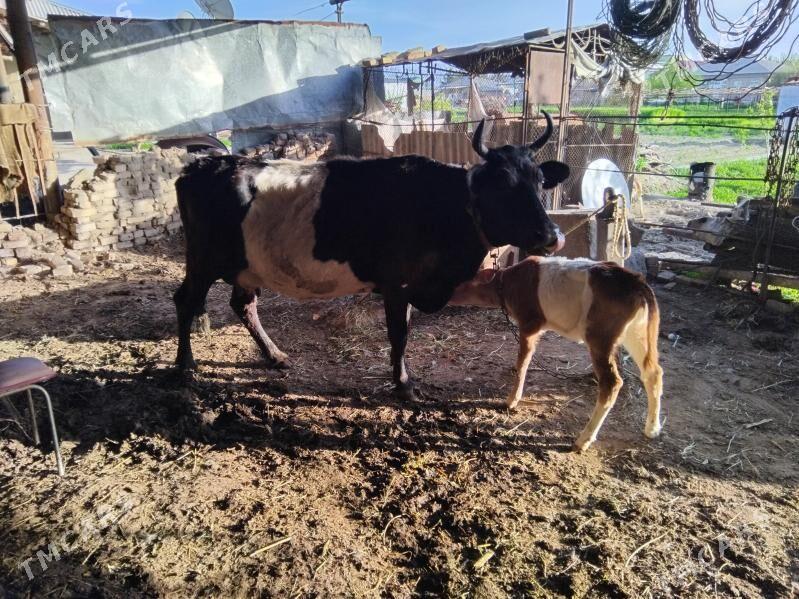 göleli sygyr - Векильбазар - img 1