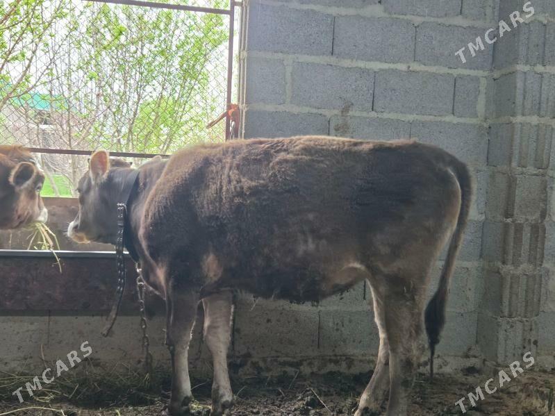 Swes tuwe - Bäherden - img 1