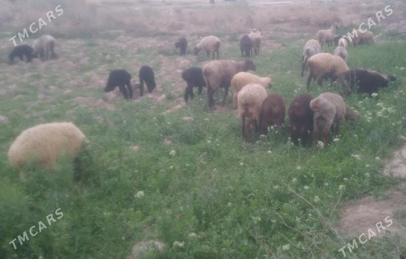 Guzly goyun - Baýramaly - img 1