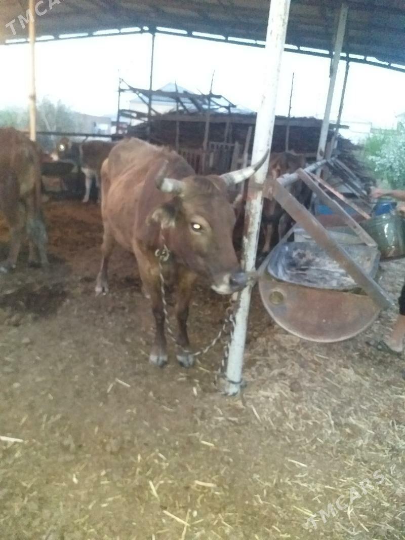 голели сыгыр - Мары - img 1