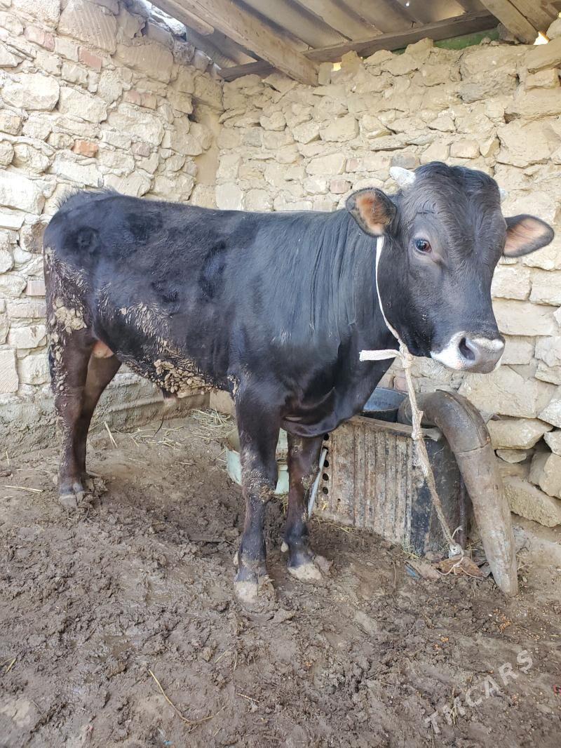 okuzler - Гызыларбат - img 1