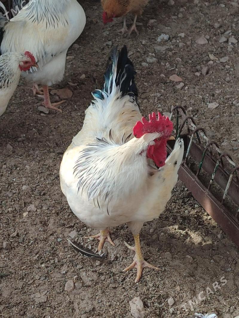 horaz - Балканабат - img 1