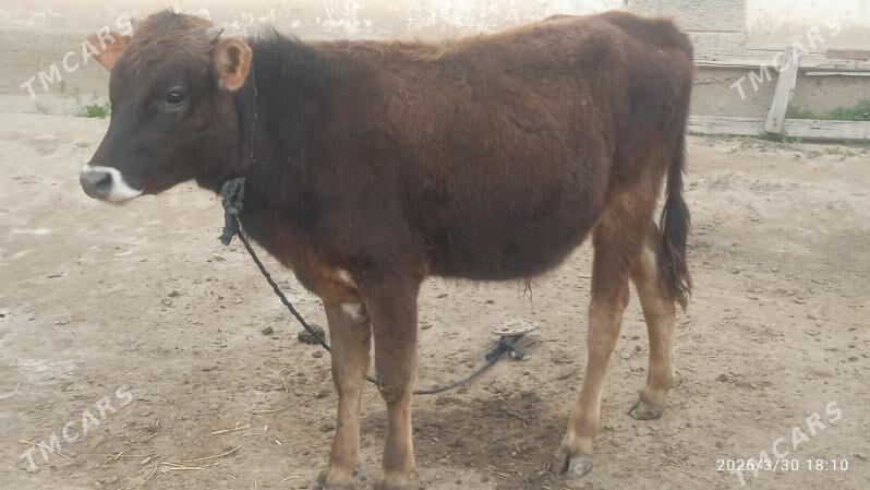 şiwes öküz - Büzmeýin - img 1