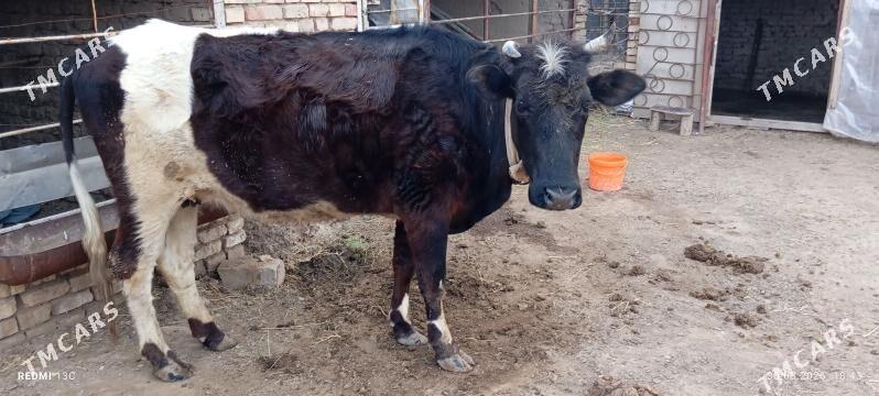 sygyr.Gulajyn gole - Mary - img 1