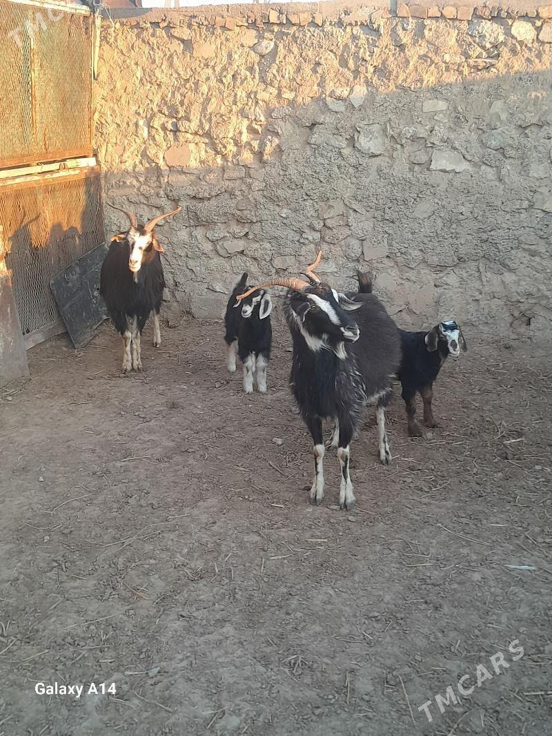 owlakly geci - Gyzylarbat - img 1