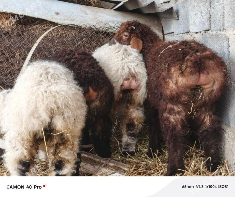 tokly - Бузмеин - img 1