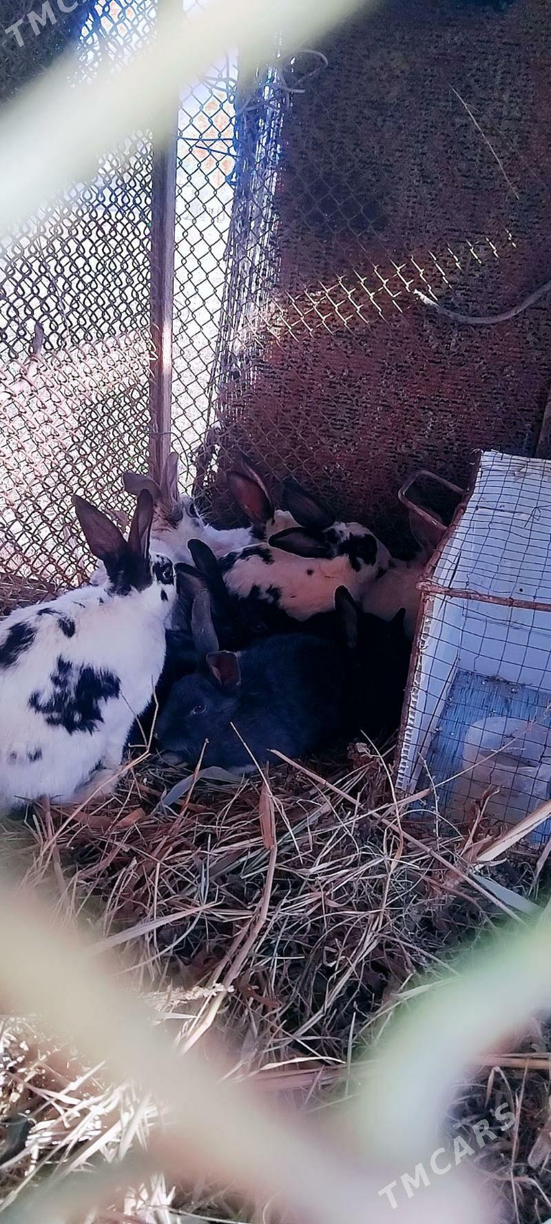 Tovşan - Шабатский этрап - img 1