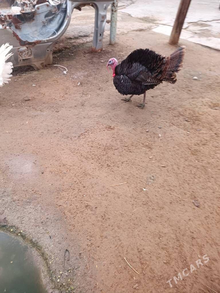 induk - Ак-Бугдайский этрап - img 1