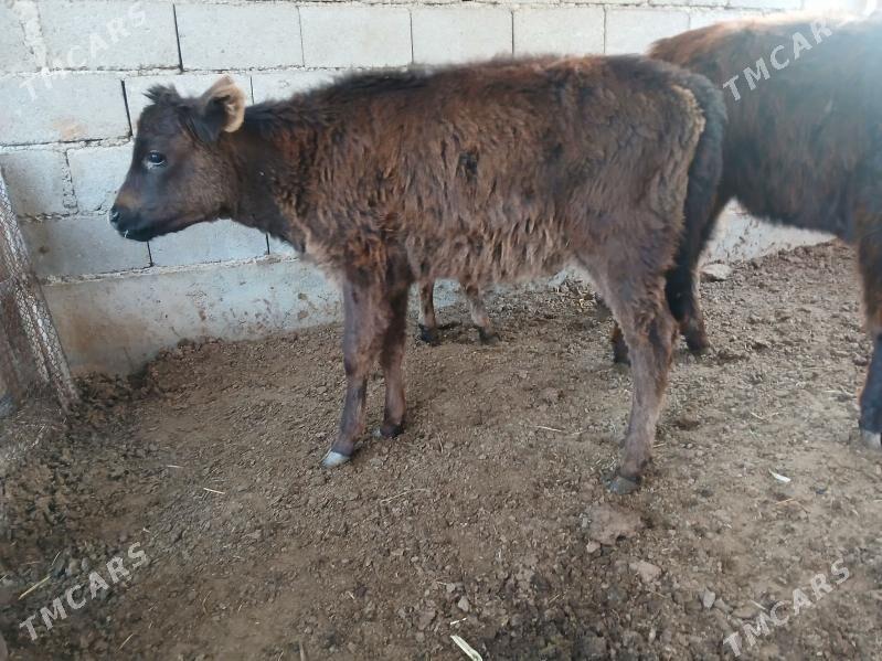 tuweler - Бузмеин - img 1