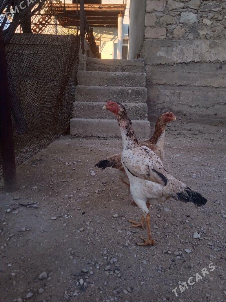 taskent maki - Balkanabat - img 1