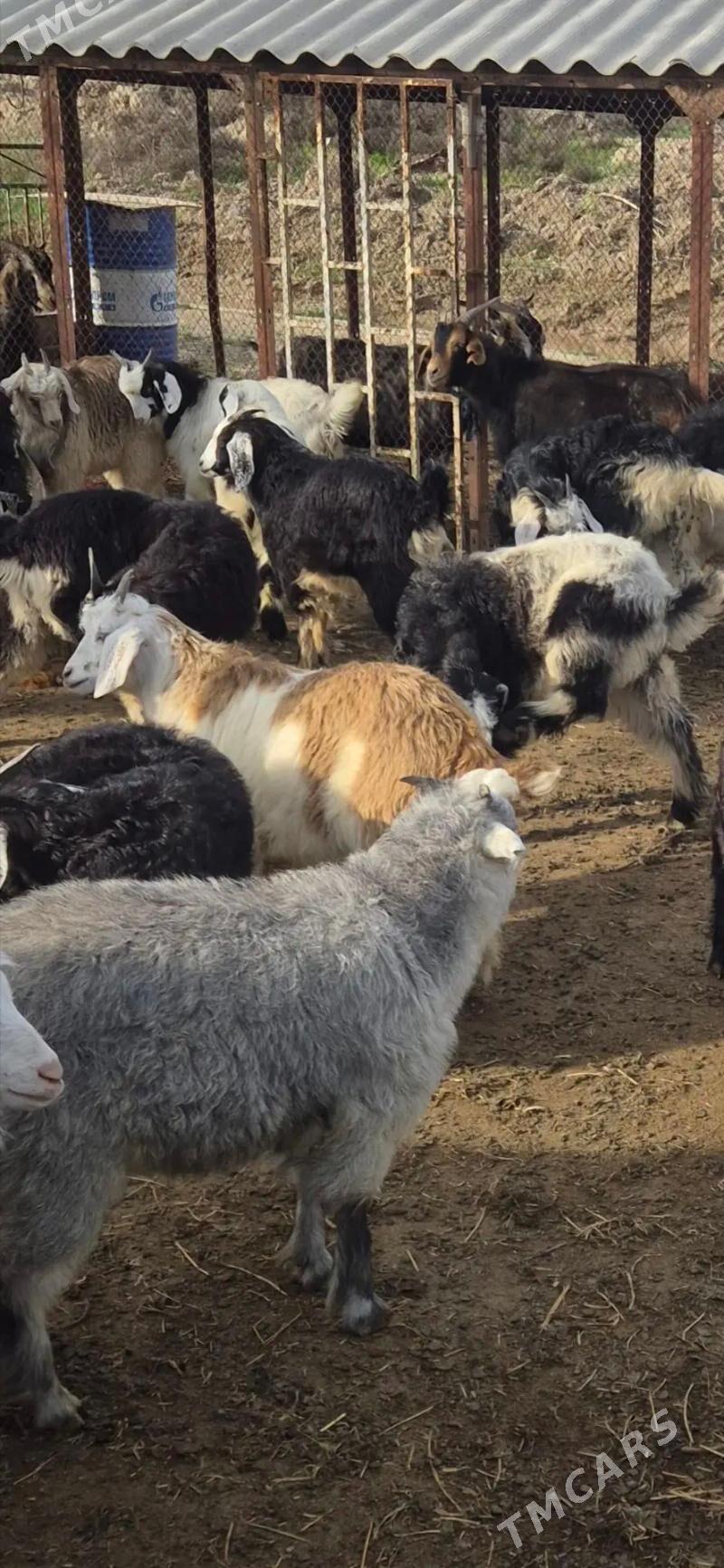 Cebis - Bäherden - img 1