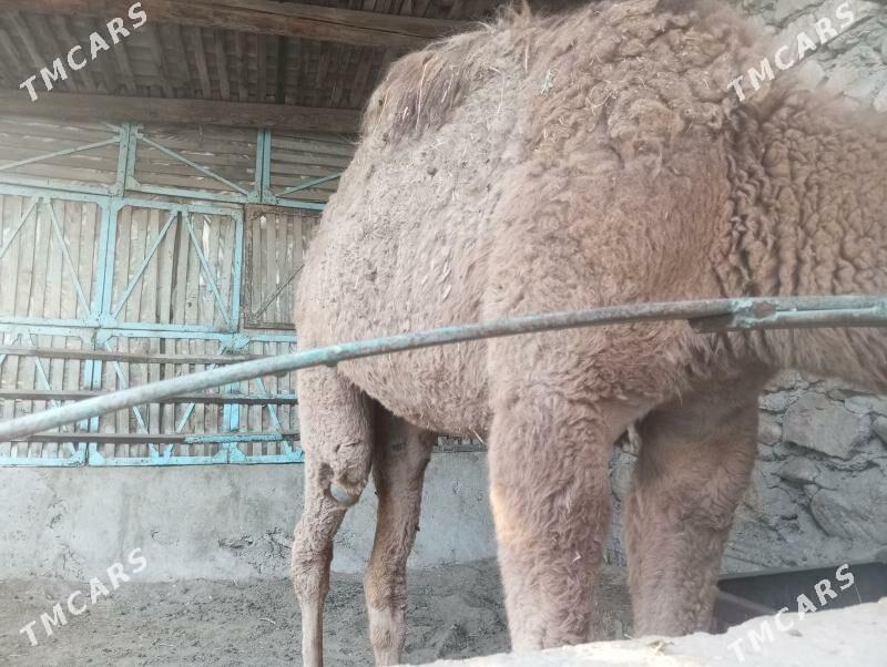 ogsuk - Balkanabat - img 1