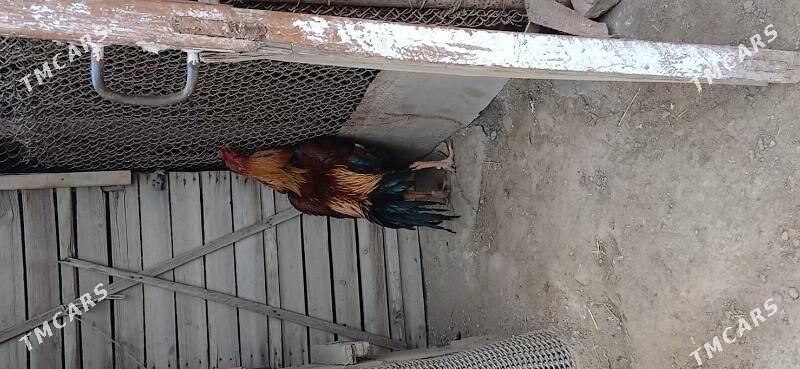 taşkent horaz - Änew - img 1