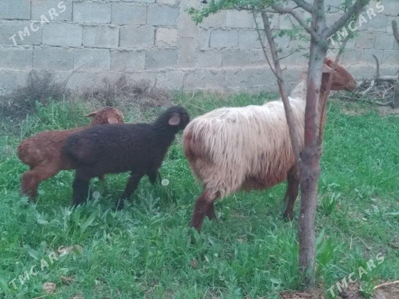 Ekiz guzuly goyun - Анев - img 1