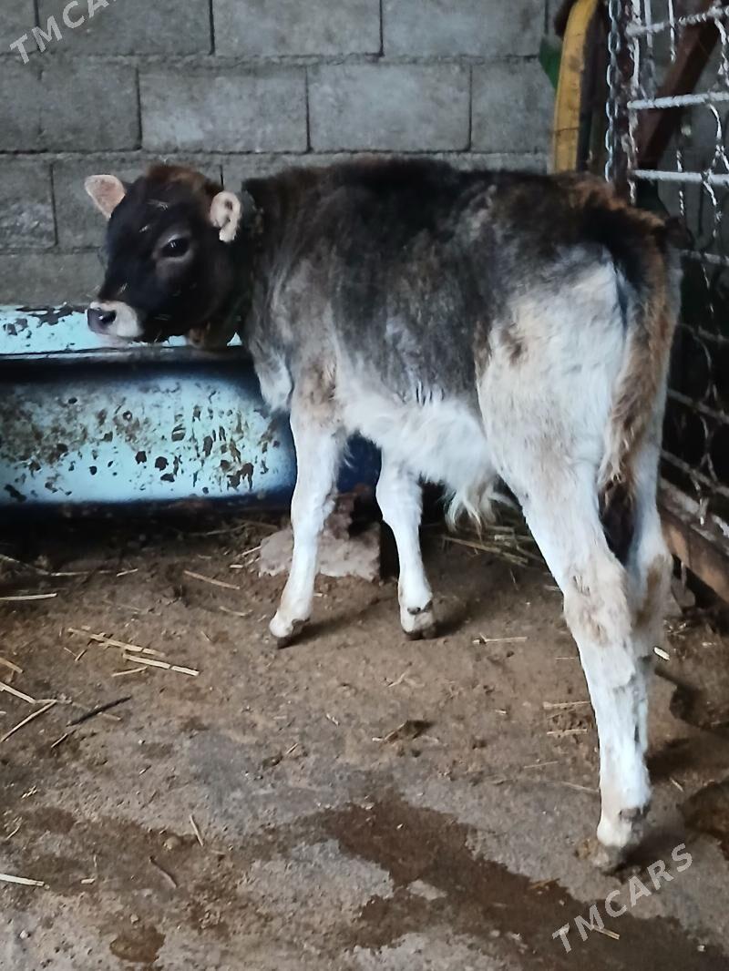 Okuzce - Гёкдепе - img 1