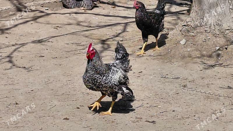 towuk horaz - Ялкым - img 1