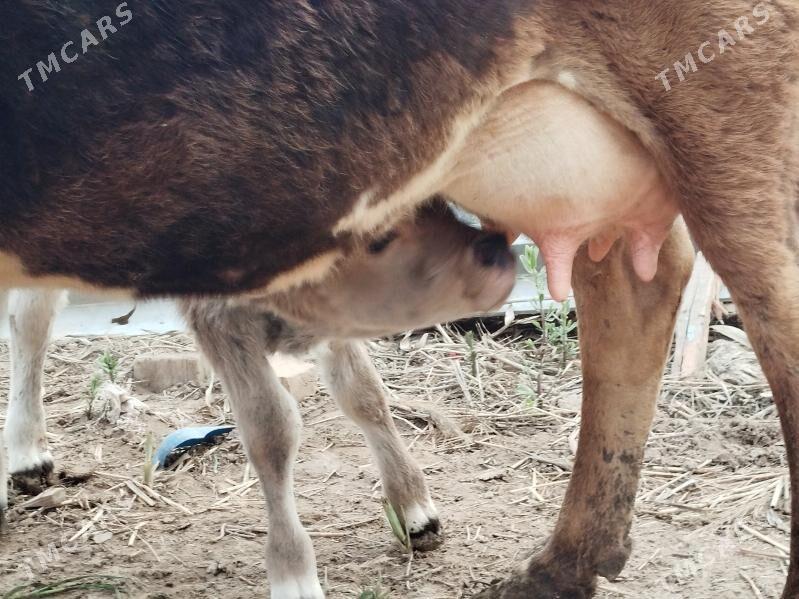 Goleli sygyr - Теджен - img 1