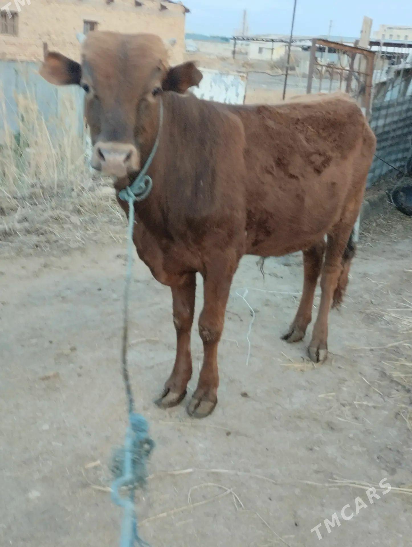 Okuz - Туркменабат - img 1