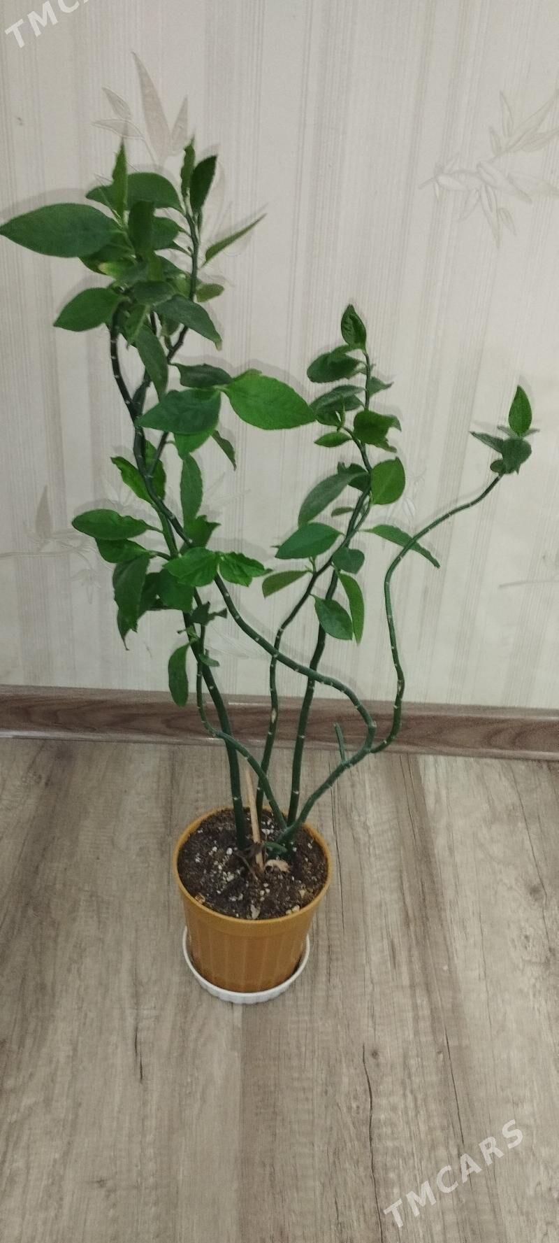 цветы домашние - Ашхабад - img 1