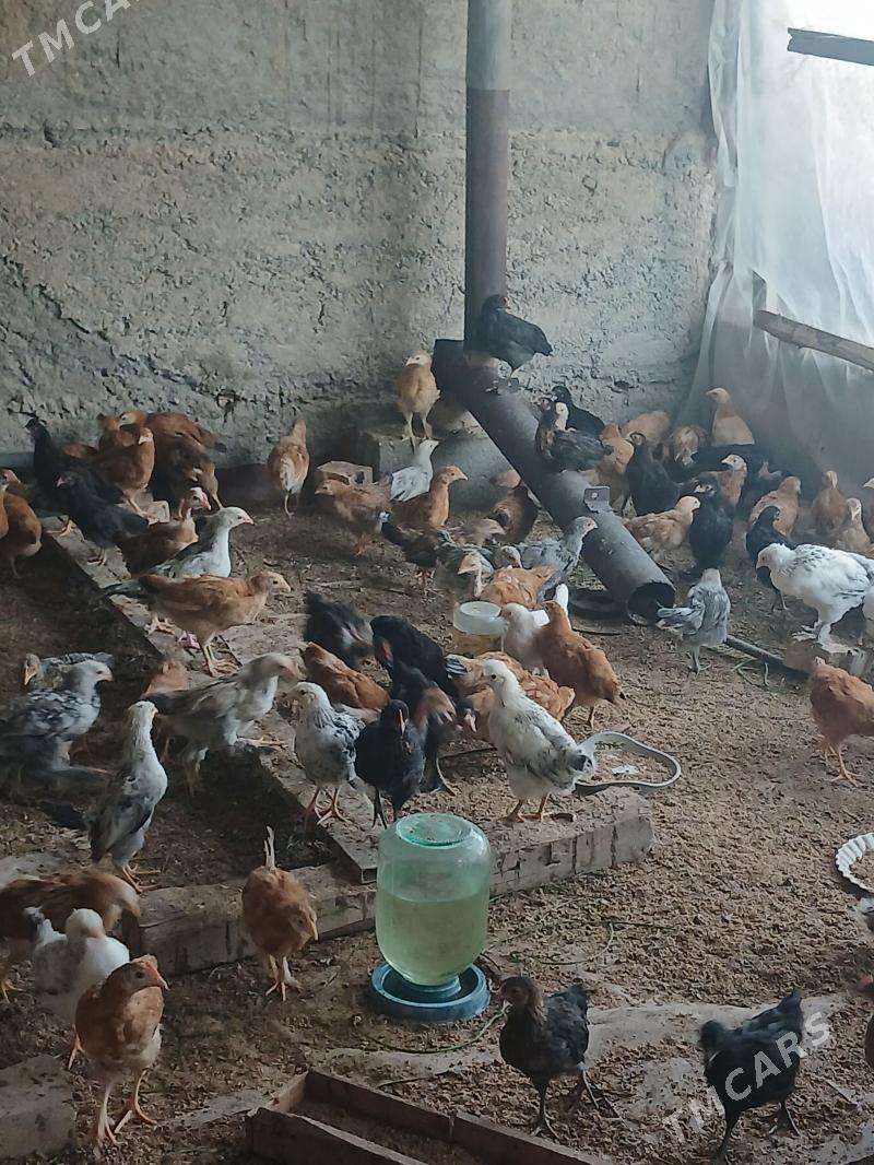 juje - Багир - img 1