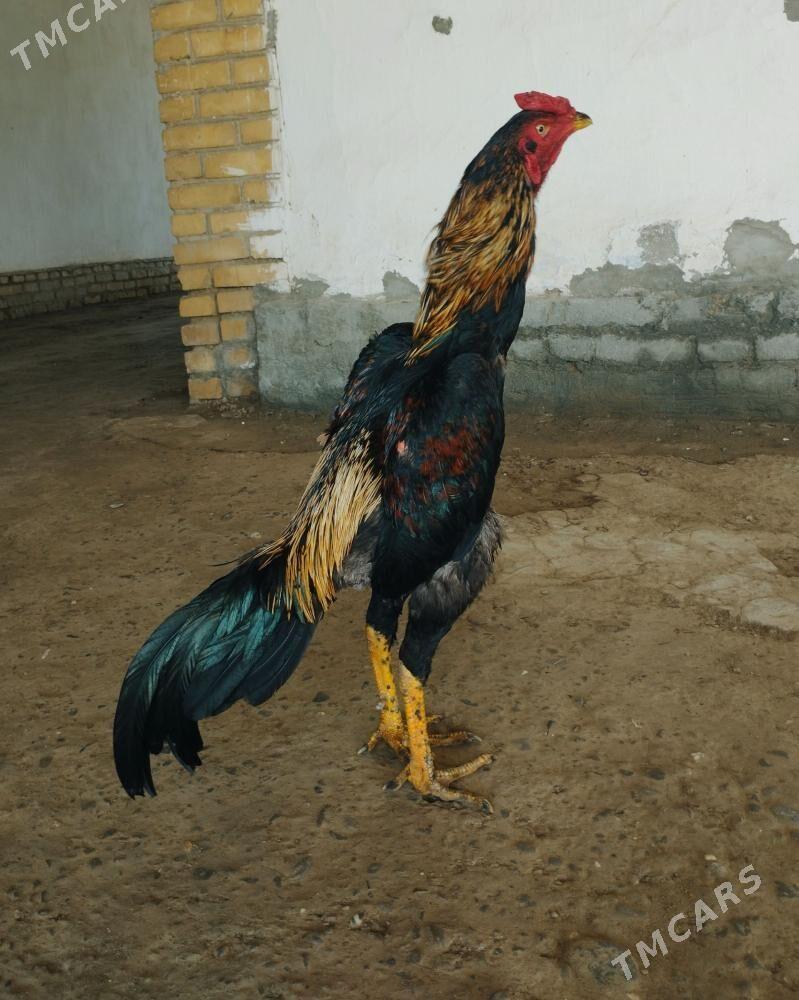 Nemis juje - Керки - img 1