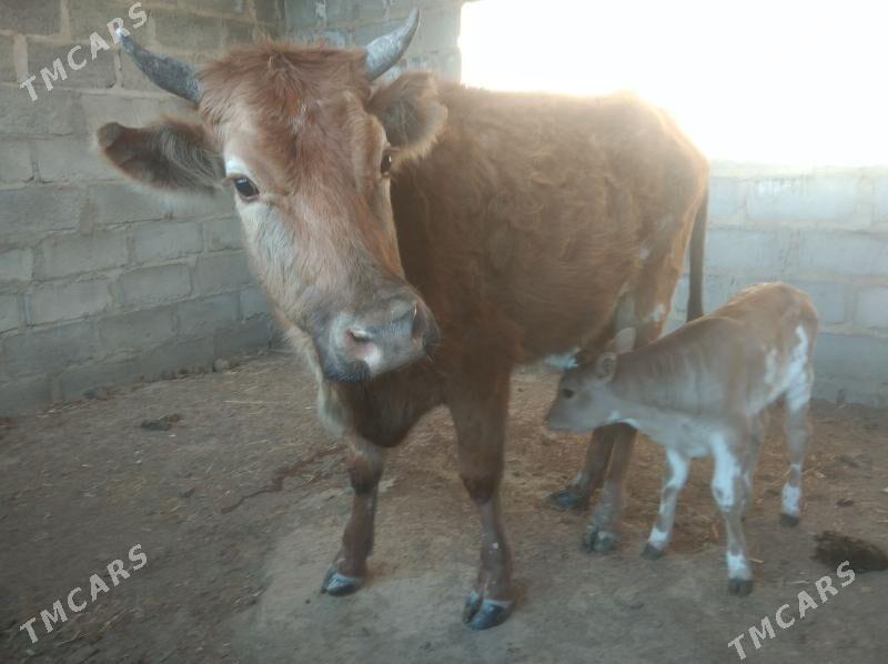 sygyr - Гумдаг - img 1