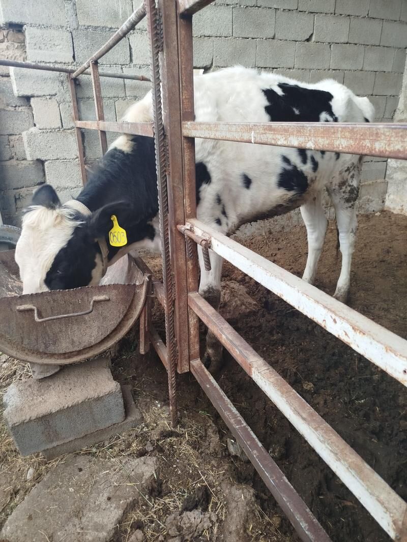 Tüwe - Aşgabat - img 1