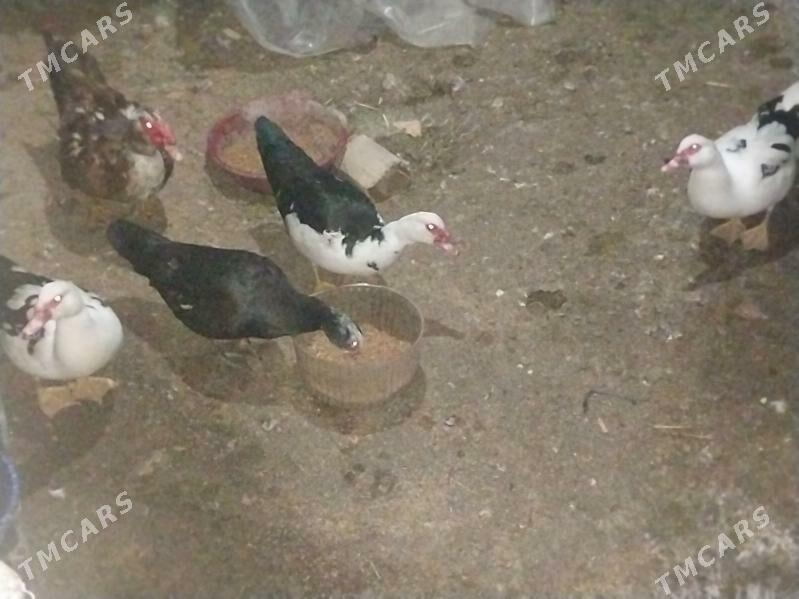 ördek - Bagyr - img 1