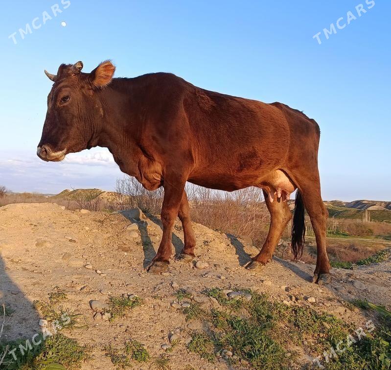 saglyk goleli sygyr - Махтумкули - img 1