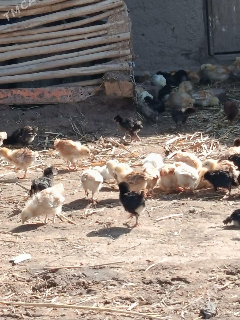 jüýje - Гурбансолтан Едже - img 1