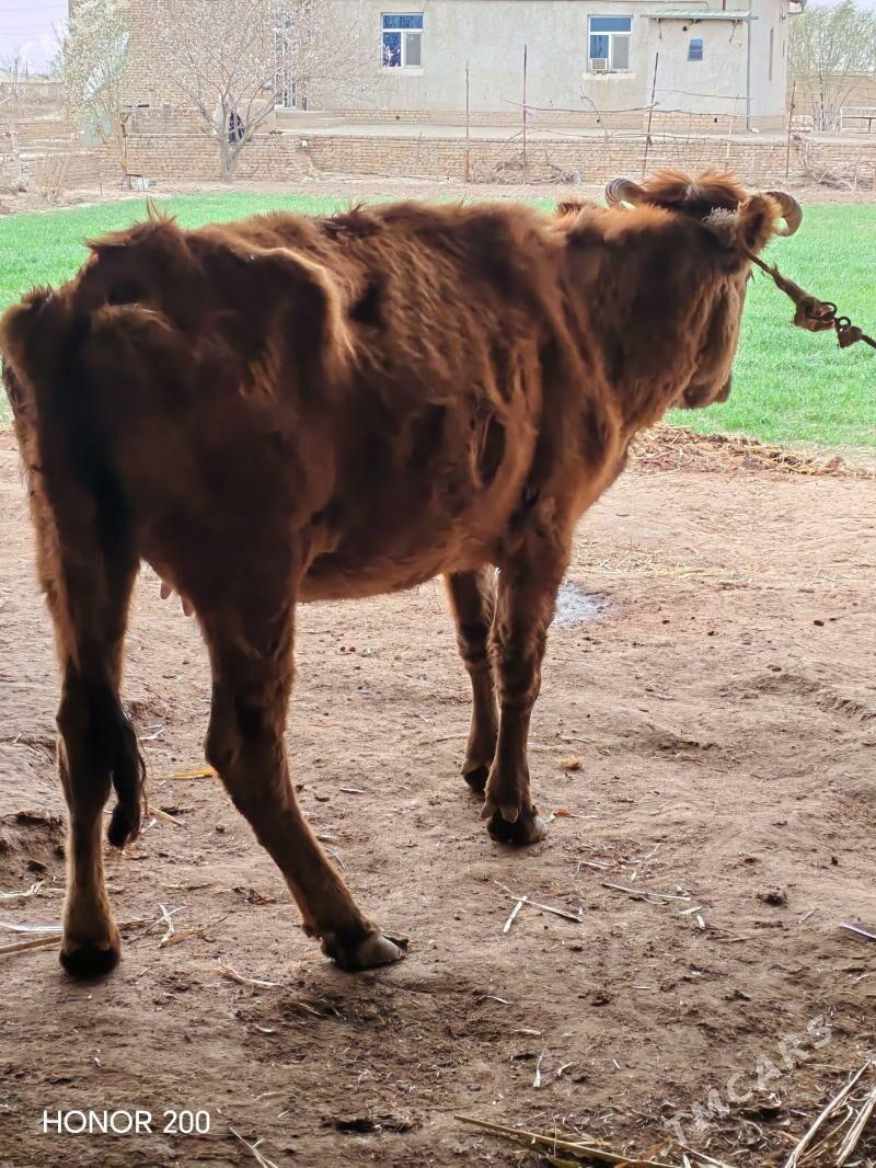 Sygyr - Гороглы (Тагта) - img 1