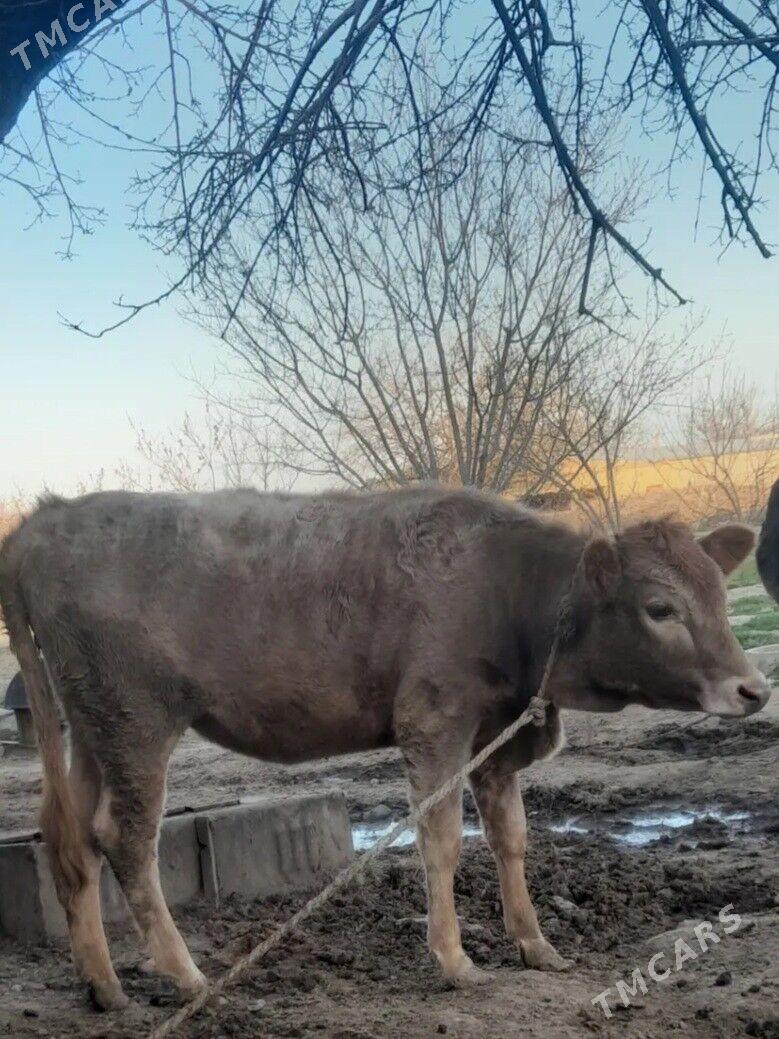 tuwe - Бахарден - img 1