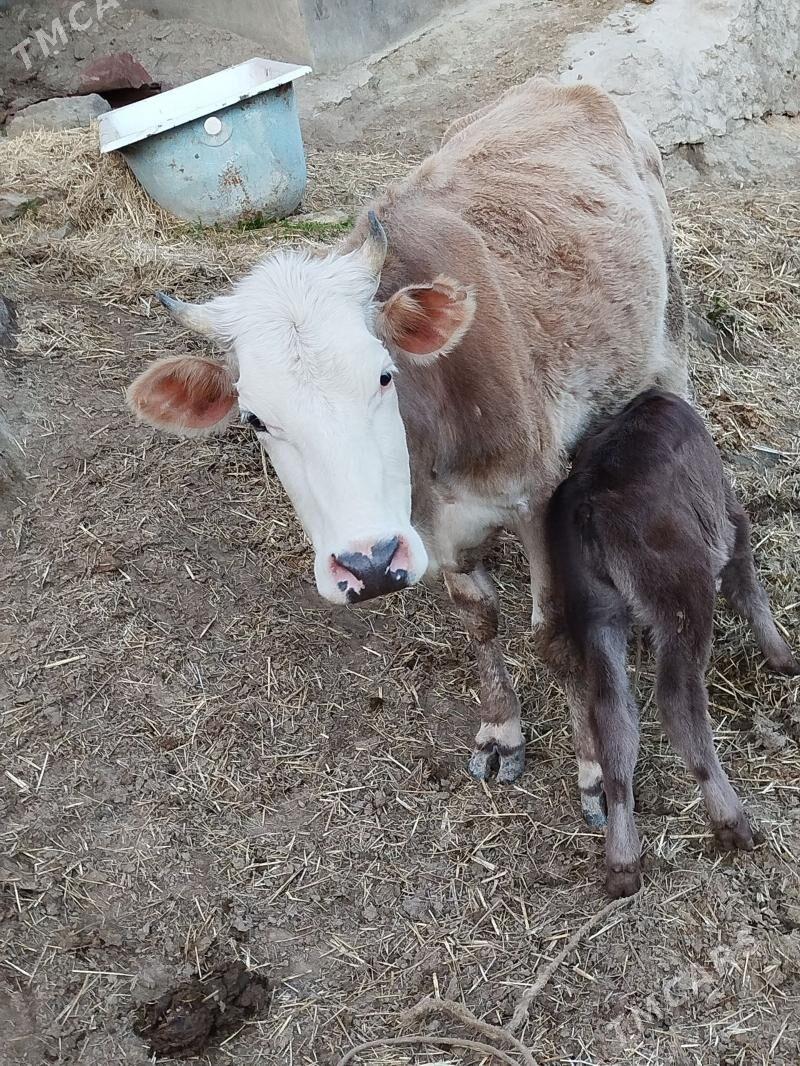 Goleli sygyr - Бахарден - img 1