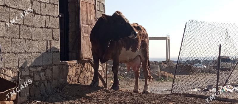 goleli sygyr - Балканабат - img 1