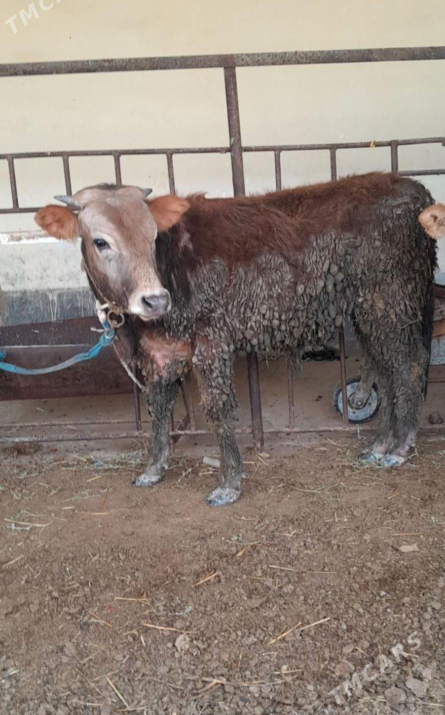 ŞWES OKÜZ TOHIM - Ашхабад - img 1