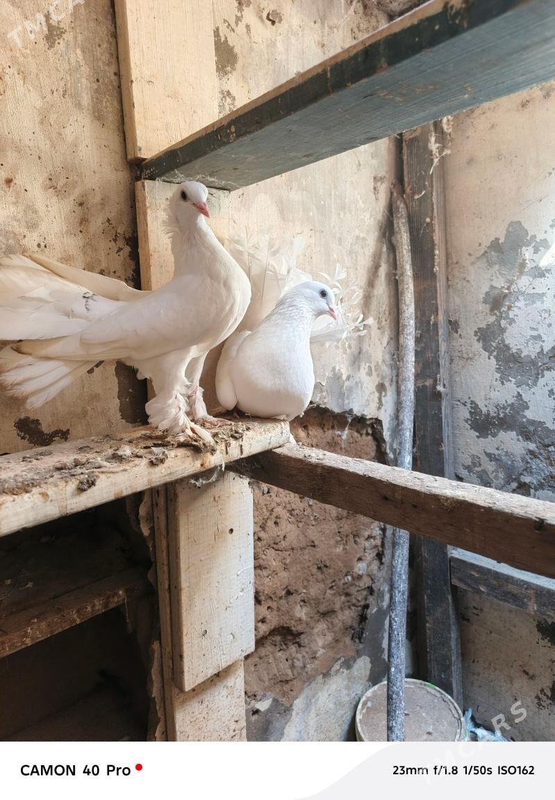 kepderi - Gyzylarbat - img 1