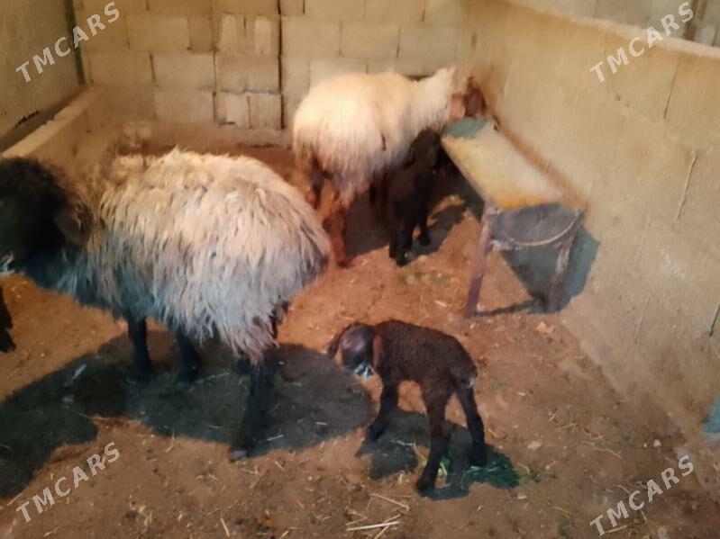 2 sany Ekiz guzuly goýun - Балканабат - img 1