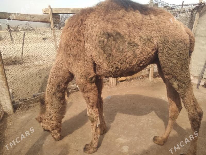 Ogsyk - Gyzylarbat - img 1