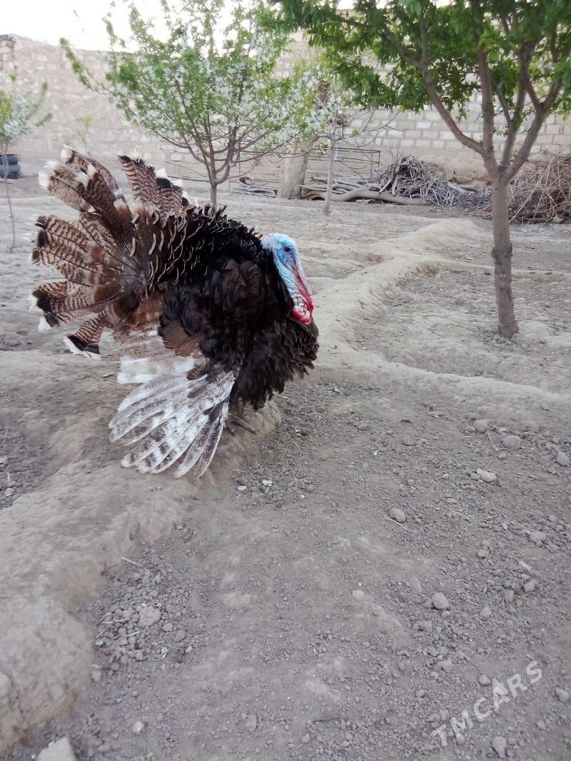 İnduk - Gyzylarbat - img 1