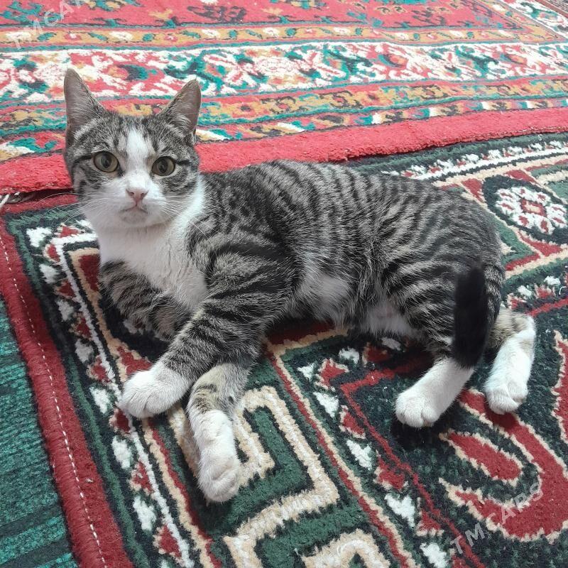 Pişik - Дашогуз - img 1