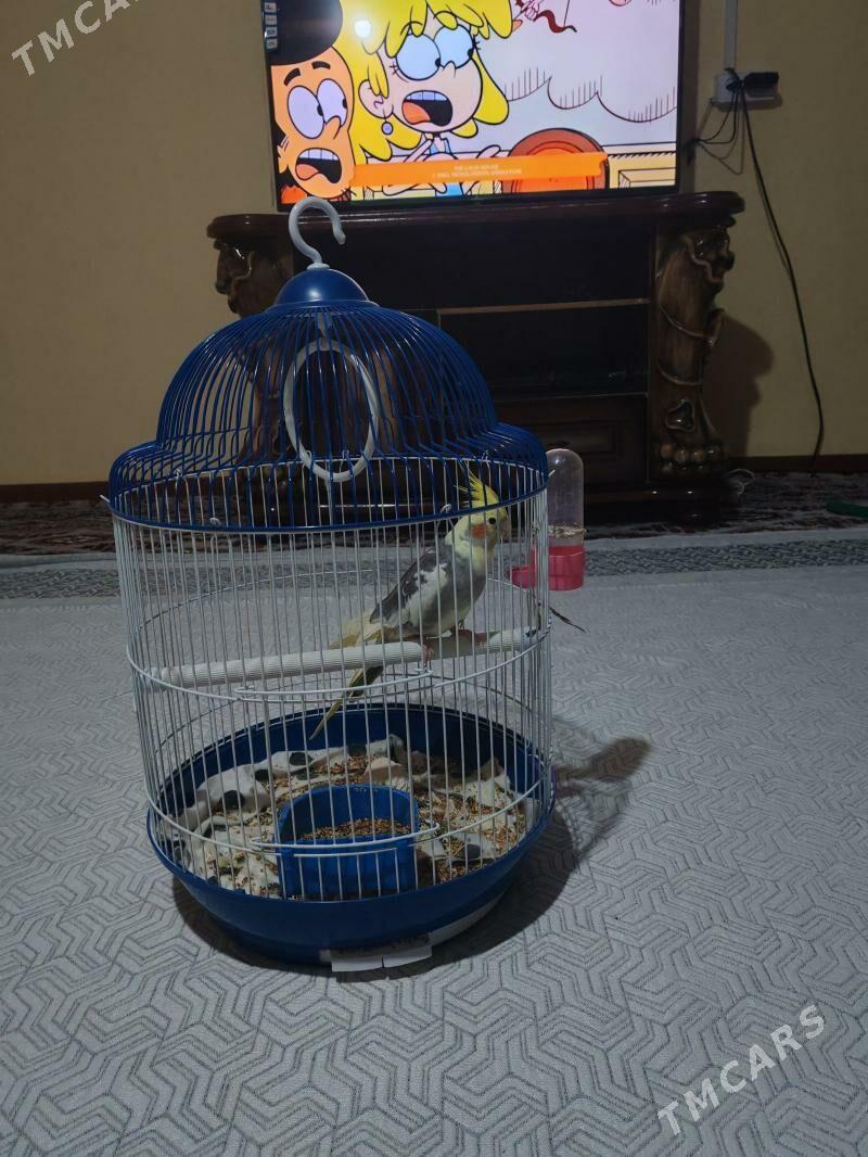 Попугай - Хазар - img 1