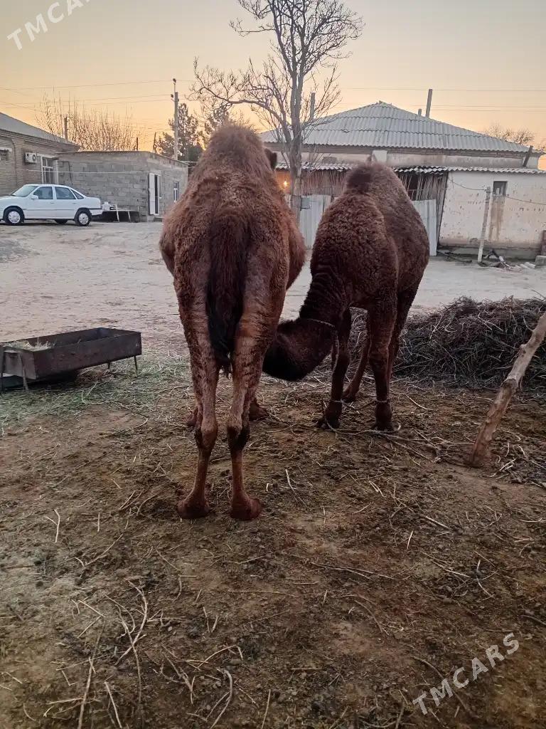 düýe torumly - Gökdepe - img 1