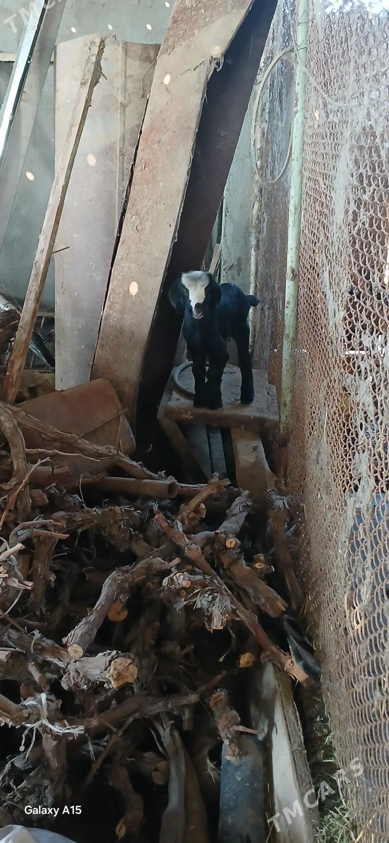 owlaklar - Ýaşlyk - img 1