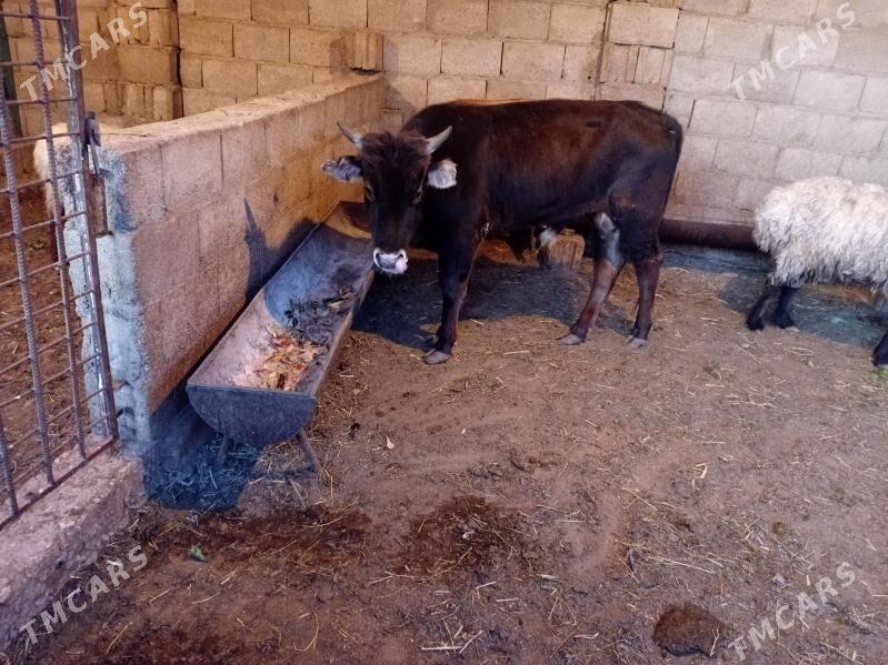 Öküz - Balkanabat - img 1